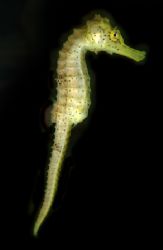 Yellow Seahorse. These have to be the most amazing little... by Grant Kennedy 